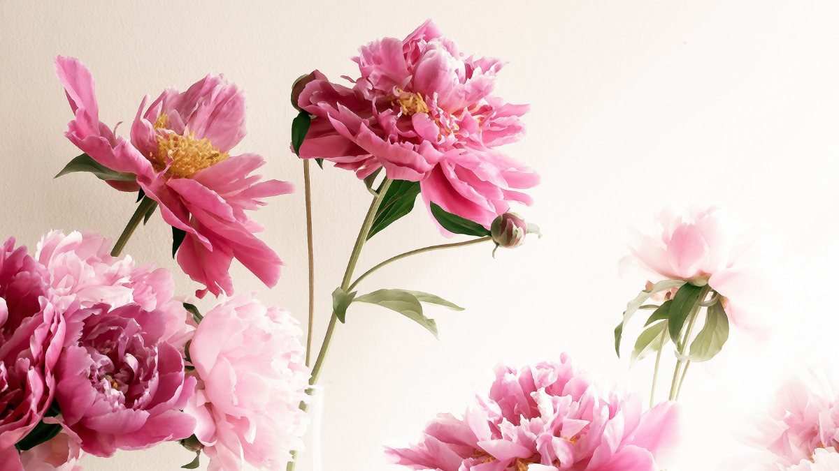 Pink flowers - header image for blog: Have you ever been in a situation with no earthly solution?
